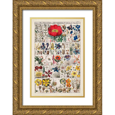 Floral Chart Gold Ornate Wood Framed Art Print with Double Matting by Vision Studio
