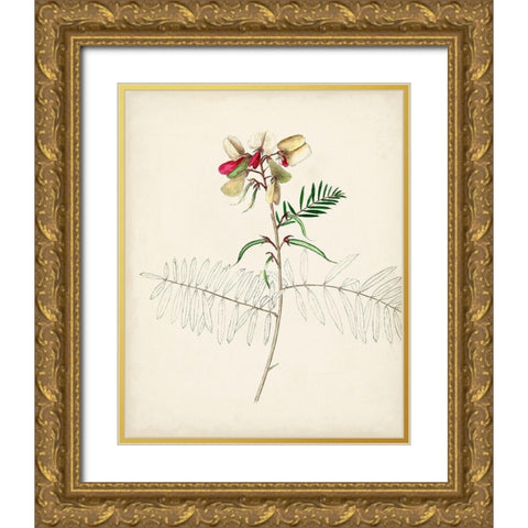 Watercolor Botanical Sketches II Gold Ornate Wood Framed Art Print with Double Matting by Unknown