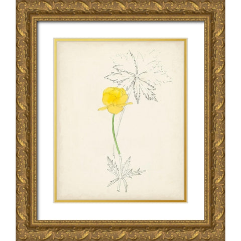 Watercolor Botanical Sketches VII Gold Ornate Wood Framed Art Print with Double Matting by Unknown