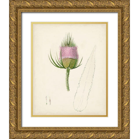 Watercolor Botanical Sketches VIII Gold Ornate Wood Framed Art Print with Double Matting by Unknown
