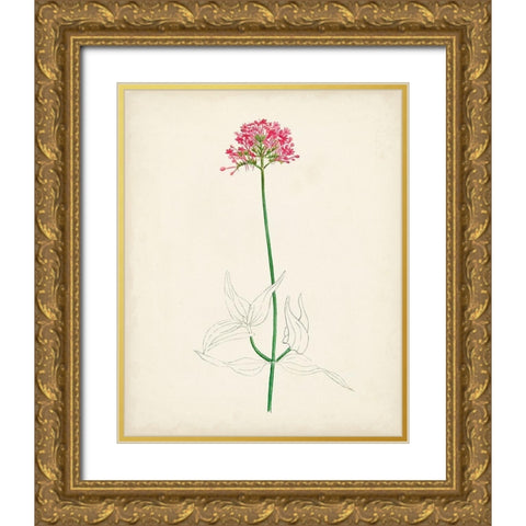 Watercolor Botanical Sketches XI Gold Ornate Wood Framed Art Print with Double Matting by Unknown