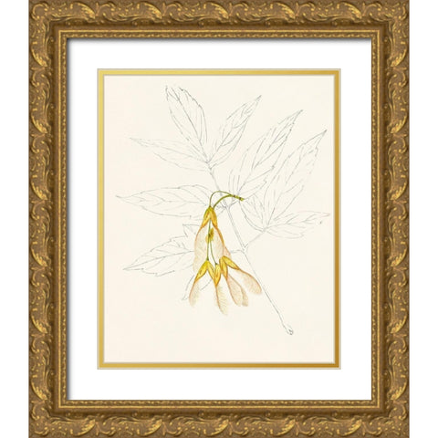 Watercolor Leaf Sketches III Gold Ornate Wood Framed Art Print with Double Matting by Unknown
