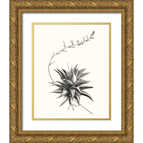 Graphic Succulents III Gold Ornate Wood Framed Art Print with Double Matting by Vision Studio