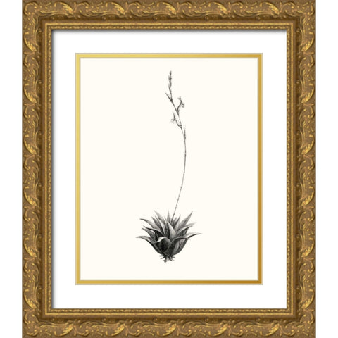 Graphic Succulents VI Gold Ornate Wood Framed Art Print with Double Matting by Vision Studio