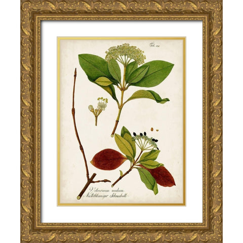 Antique Greenery II Gold Ornate Wood Framed Art Print with Double Matting by Unknown