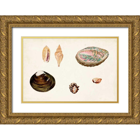 Antique Shell Anthology VIII Gold Ornate Wood Framed Art Print with Double Matting by Vision Studio