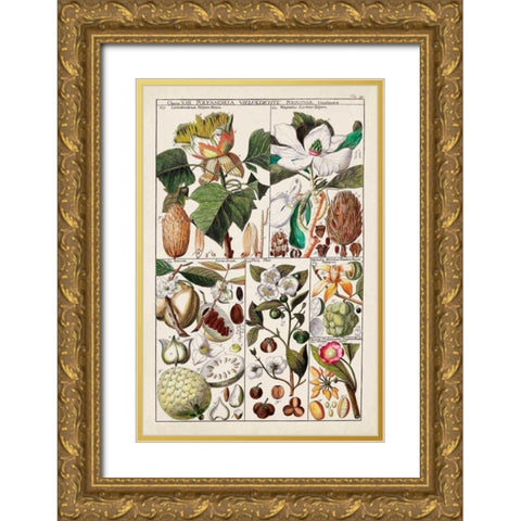 Magnolia Chart Gold Ornate Wood Framed Art Print with Double Matting by Unknown