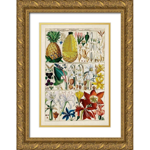 Pineapple Chart Gold Ornate Wood Framed Art Print with Double Matting by Unknown