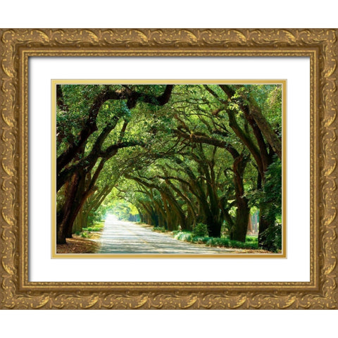 Canopy Road I Gold Ornate Wood Framed Art Print with Double Matting by McLoughlin, James