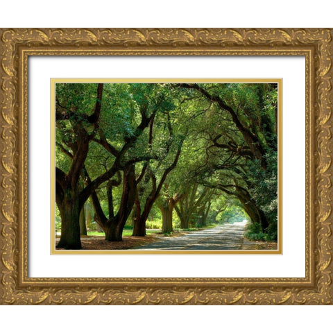 Canopy Road II Gold Ornate Wood Framed Art Print with Double Matting by McLoughlin, James