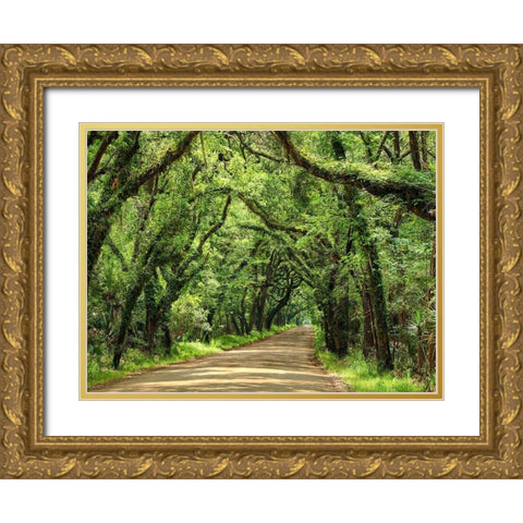 Canopy Road III Gold Ornate Wood Framed Art Print with Double Matting by McLoughlin, James