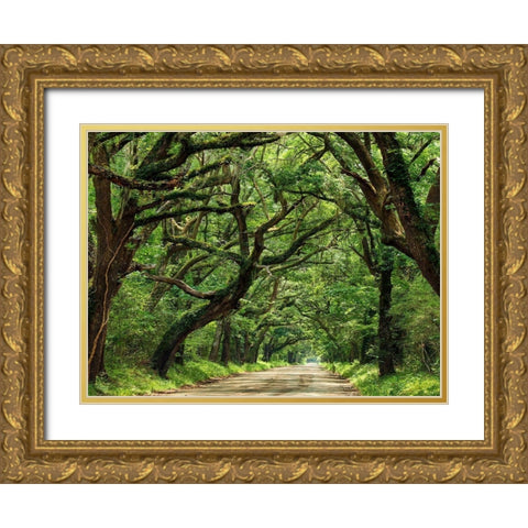 Canopy Road IV Gold Ornate Wood Framed Art Print with Double Matting by McLoughlin, James