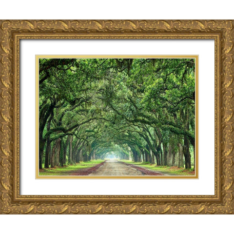Canopy Road VI Gold Ornate Wood Framed Art Print with Double Matting by McLoughlin, James