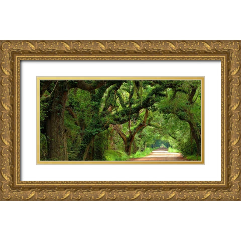 Canopy Road Panorama V Gold Ornate Wood Framed Art Print with Double Matting by McLoughlin, James