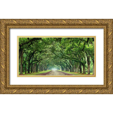 Canopy Road Panorama VI Gold Ornate Wood Framed Art Print with Double Matting by McLoughlin, James