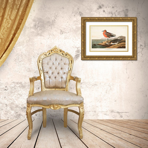 Pl. 315 Red-breasted Sandpiper Gold Ornate Wood Framed Art Print with Double Matting by Audubon, John James