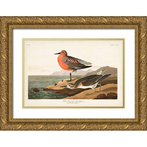 Pl. 315 Red-breasted Sandpiper Gold Ornate Wood Framed Art Print with Double Matting by Audubon, John James