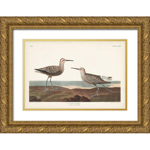 Pl. 344 Long-legged Sandpiper Gold Ornate Wood Framed Art Print with Double Matting by Audubon, John James