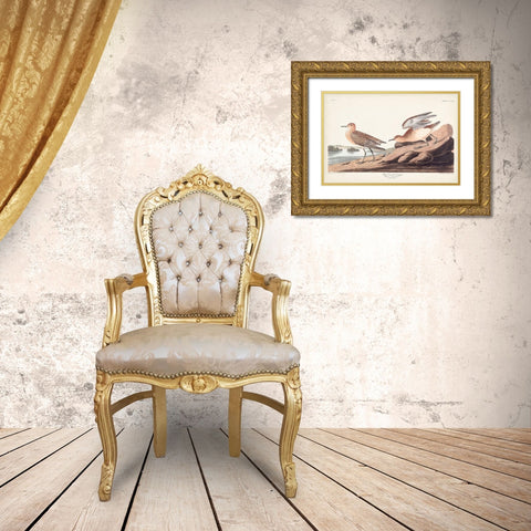Pl. 265 Buff-breasted Sandpiper Gold Ornate Wood Framed Art Print with Double Matting by Audubon, John James