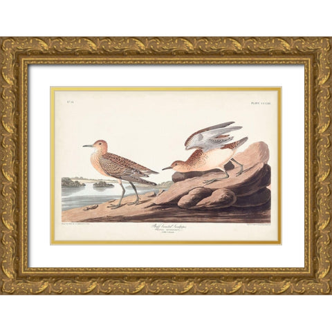 Pl. 265 Buff-breasted Sandpiper Gold Ornate Wood Framed Art Print with Double Matting by Audubon, John James