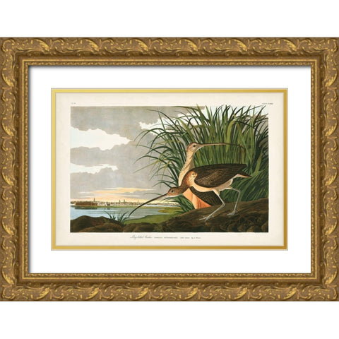 Pl. 231 Long-billed Curlew Gold Ornate Wood Framed Art Print with Double Matting by Audubon, John James