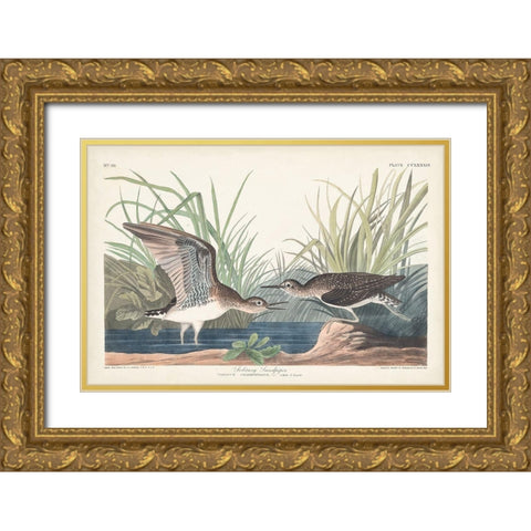 Pl. 289 Solitary Sandpiper Gold Ornate Wood Framed Art Print with Double Matting by Audubon, John James