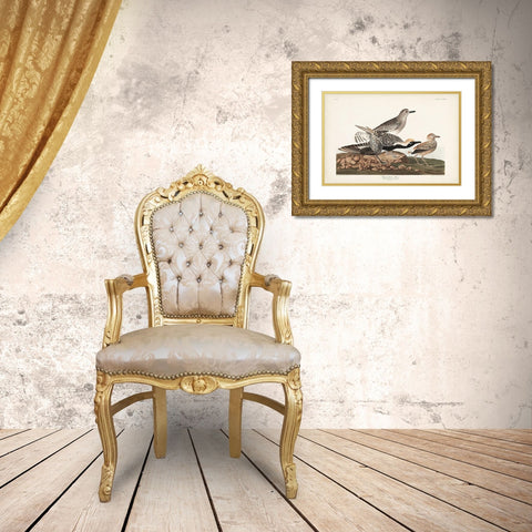 Pl. 334 Black-bellied Plover Gold Ornate Wood Framed Art Print with Double Matting by Audubon, John James