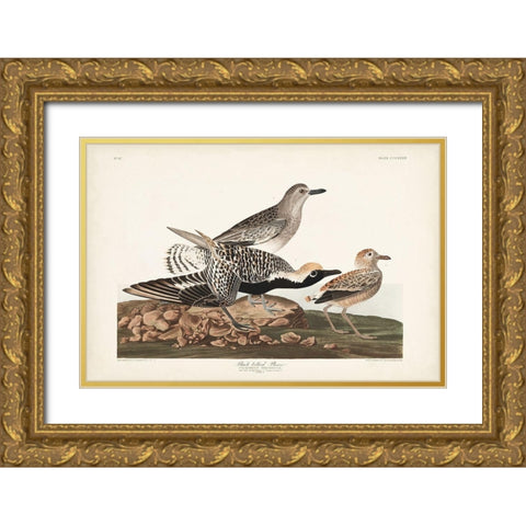 Pl. 334 Black-bellied Plover Gold Ornate Wood Framed Art Print with Double Matting by Audubon, John James