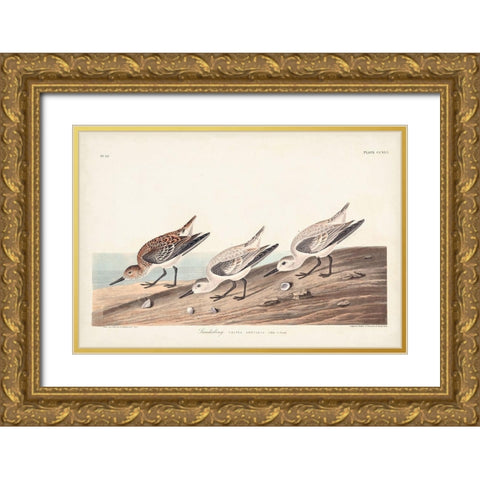 Pl. 230 Sanderling Gold Ornate Wood Framed Art Print with Double Matting by Audubon, John James