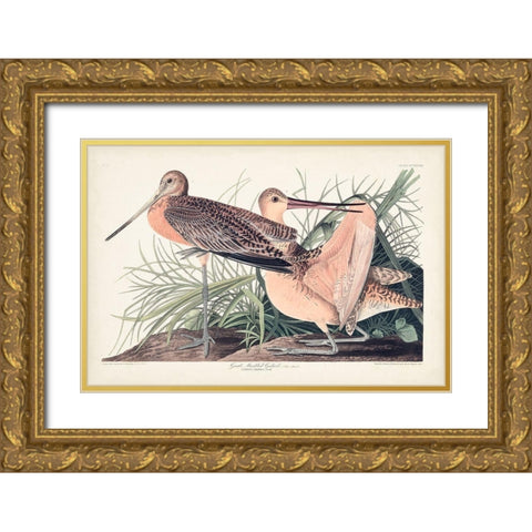 Pl. 238 Great Marbled Godwit Gold Ornate Wood Framed Art Print with Double Matting by Audubon, John James