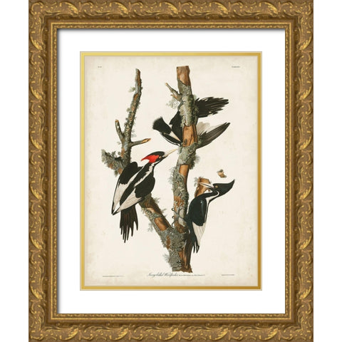 Pl. 66 Ivory-billed Woodpecker Gold Ornate Wood Framed Art Print with Double Matting by Audubon, John James