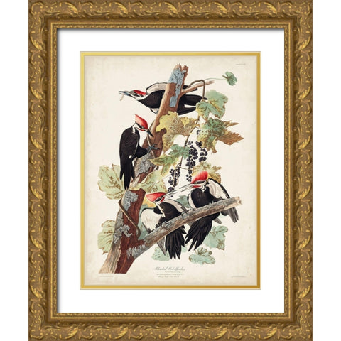 Pl. 111 Pileated Woodpecker Gold Ornate Wood Framed Art Print with Double Matting by Audubon, John James