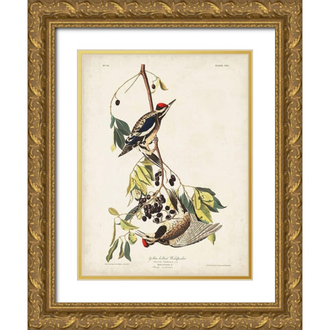 Pl. 190 Yellow-bellied Woodpecker Gold Ornate Wood Framed Art Print with Double Matting by Audubon, John James