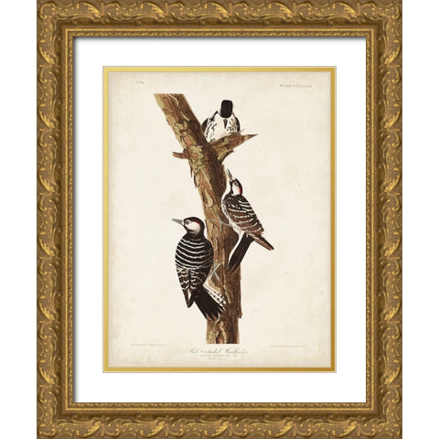 Pl. 389 Red-cockaded Woodpecker Gold Ornate Wood Framed Art Print with Double Matting by Audubon, John James