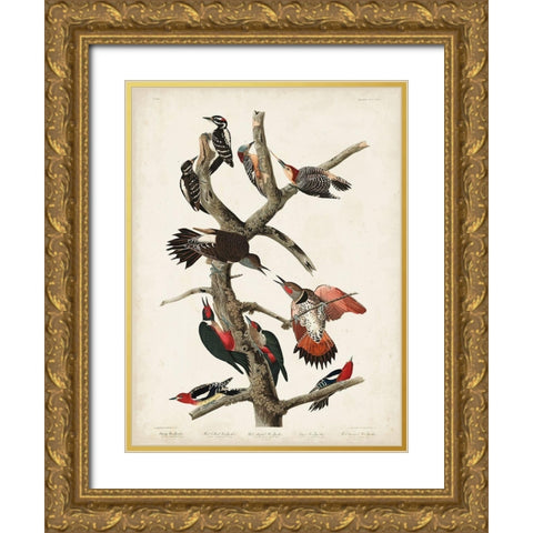 Pl. 416 Hairy Woodpecker Gold Ornate Wood Framed Art Print with Double Matting by Audubon, John James