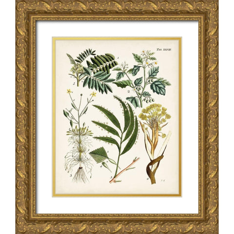 Fanciful Ferns I Gold Ornate Wood Framed Art Print with Double Matting by Unknown
