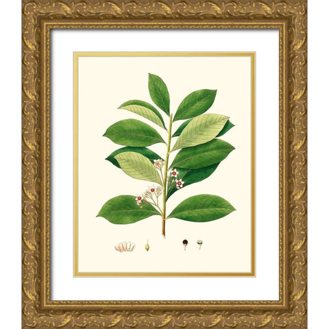 Spring Green Foliage III Gold Ornate Wood Framed Art Print with Double Matting by Unknown