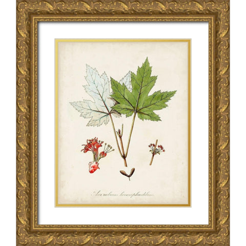 Antique Tree Study I Gold Ornate Wood Framed Art Print with Double Matting by Unknown