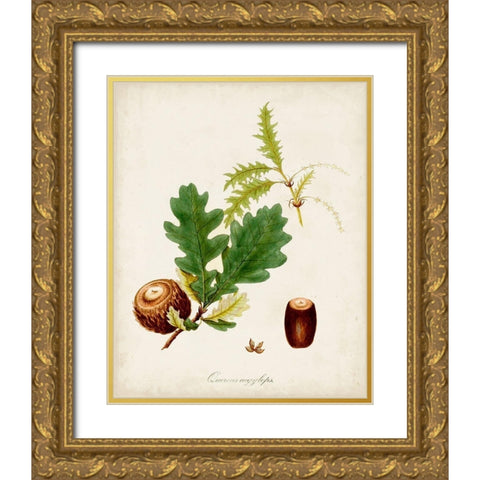 Antique Tree Study III Gold Ornate Wood Framed Art Print with Double Matting by Unknown