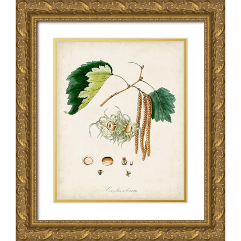 Antique Tree Study VI Gold Ornate Wood Framed Art Print with Double Matting by Unknown