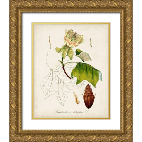 Antique Tree Study IX Gold Ornate Wood Framed Art Print with Double Matting by Unknown