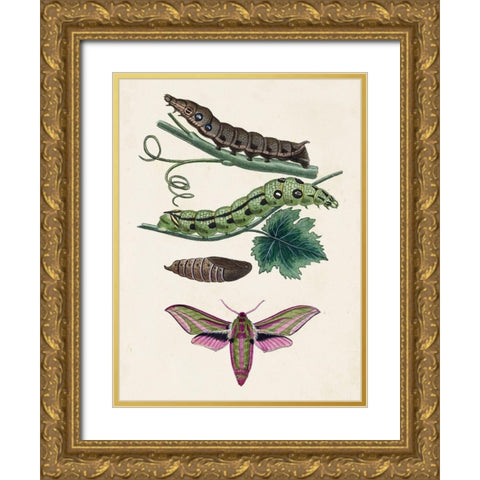 Caterpillar and Moth VI Gold Ornate Wood Framed Art Print with Double Matting by Unknown