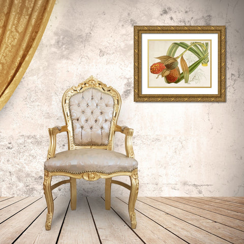 Tropical Foliage and Fruit III Gold Ornate Wood Framed Art Print with Double Matting by Curtis