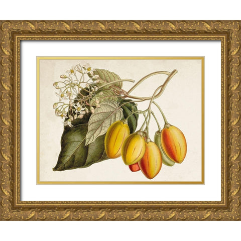 Tropical Foliage and Fruit IV Gold Ornate Wood Framed Art Print with Double Matting by Curtis