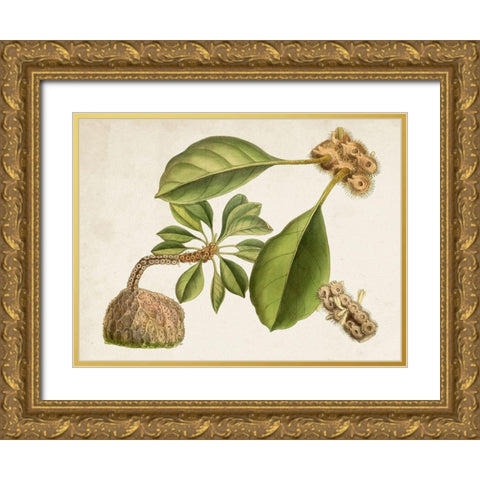 Tropical Foliage and Fruit V Gold Ornate Wood Framed Art Print with Double Matting by Curtis