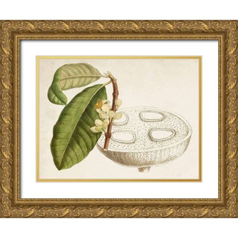 Tropical Foliage and Fruit VII Gold Ornate Wood Framed Art Print with Double Matting by Curtis
