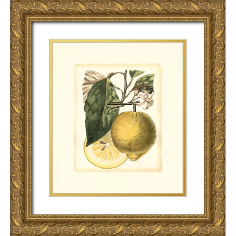 French Lemon Study I Gold Ornate Wood Framed Art Print with Double Matting by Risso, A.