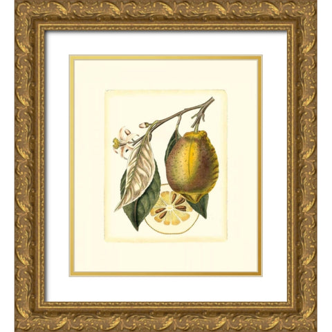 French Lemon Study II Gold Ornate Wood Framed Art Print with Double Matting by Risso, A.