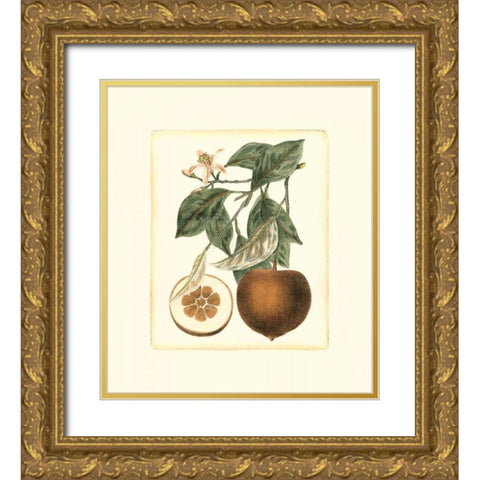 French Orange Study II Gold Ornate Wood Framed Art Print with Double Matting by Risso, A.