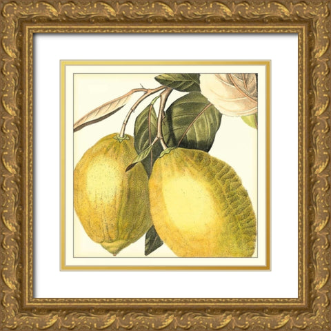 Graphic Lemon Gold Ornate Wood Framed Art Print with Double Matting by Vision Studio